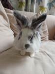 LZ00160 Cleo the big eared rabbit.jpg